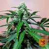 Zkittlez OG Auto AUSVERKAUF