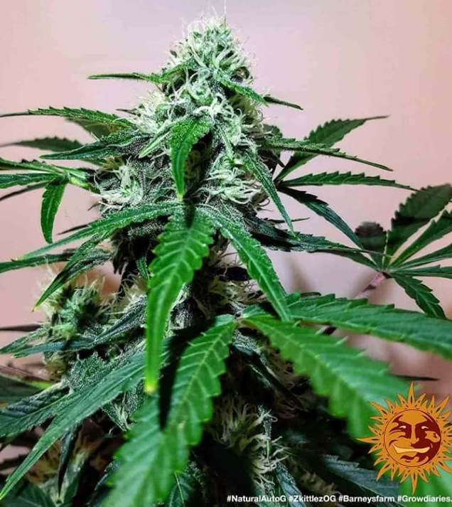 Zkittlez OG Auto AUSVERKAUF