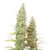 Santa Marta Haze Auto AUSVERKAUF