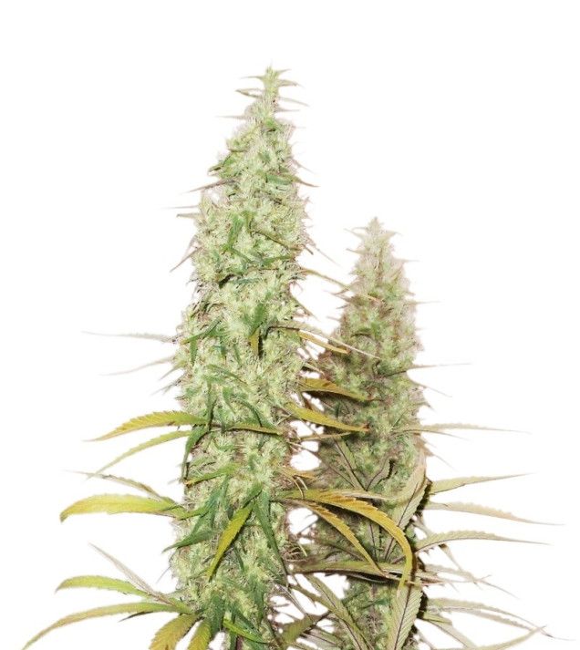 Santa Marta Haze Auto AUSVERKAUF