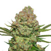 White Widow Auto AUSVERKAUF