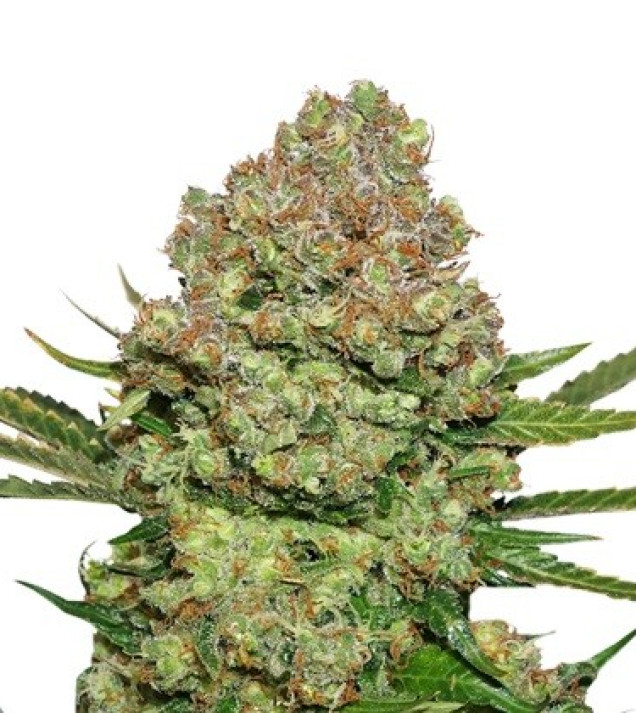 White Widow Auto AUSVERKAUF