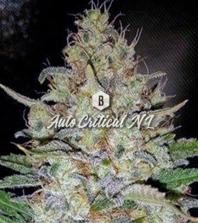 Auto Critical NL AUSVERKAUF
