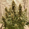 Auto Critical NL AUSVERKAUF