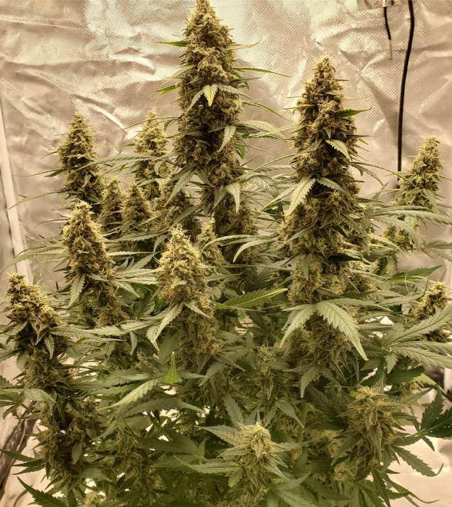 Auto Critical NL AUSVERKAUF