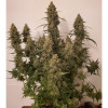 Auto Critical NL AUSVERKAUF