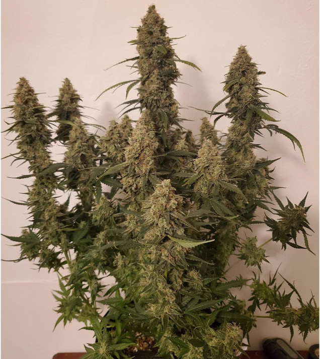 Auto Critical NL AUSVERKAUF