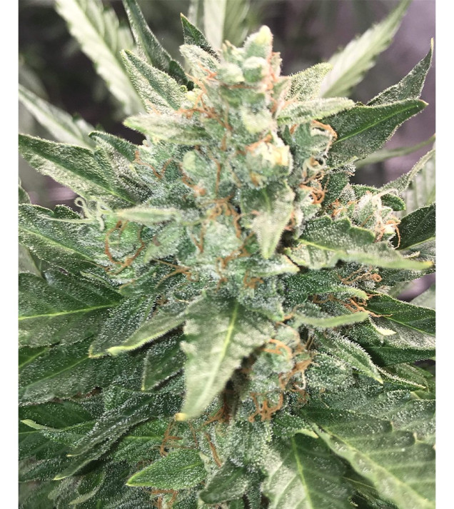Auto Critical NL AUSVERKAUF