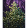 Auto Critical NL AUSVERKAUF