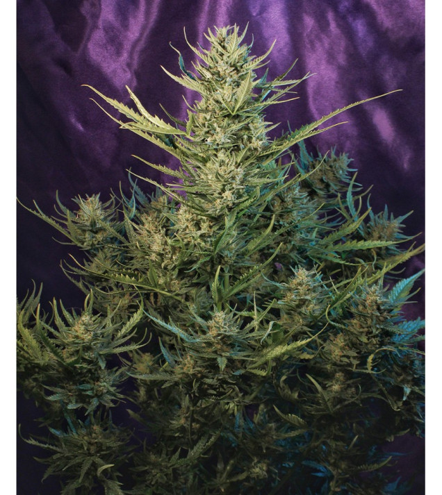 Auto Critical NL AUSVERKAUF