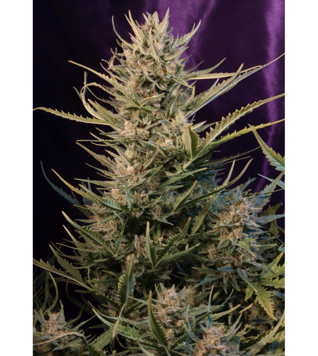 Auto Critical NL AUSVERKAUF