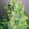 Auto Jack Afghan AUSVERKAUF
