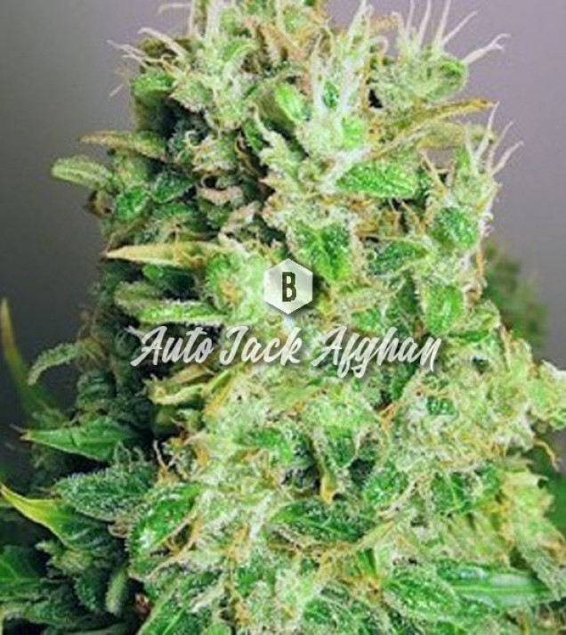 Auto Jack Afghan AUSVERKAUF