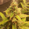 Auto Jack Afghan AUSVERKAUF