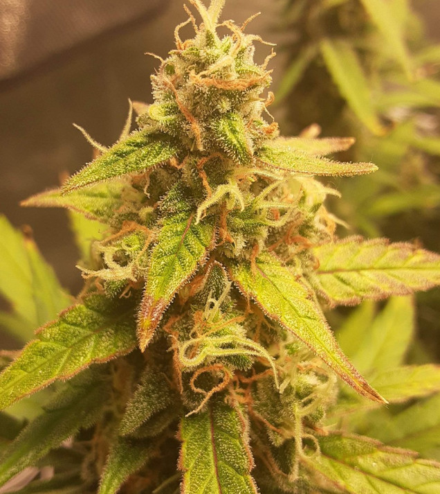 Auto Jack Afghan AUSVERKAUF