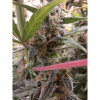 Auto Jack Afghan AUSVERKAUF