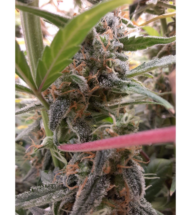 Auto Jack Afghan AUSVERKAUF