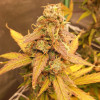 Auto Jack Afghan AUSVERKAUF