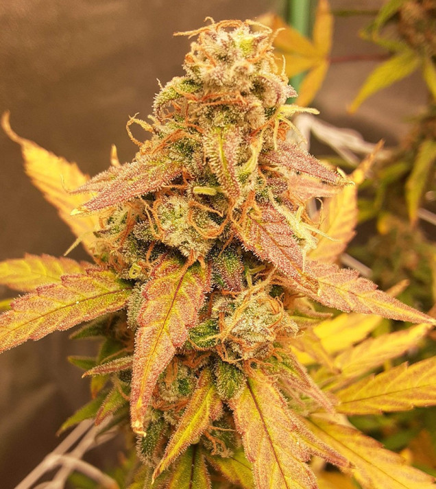Auto Jack Afghan AUSVERKAUF