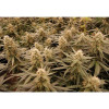 Auto Jack Afghan AUSVERKAUF
