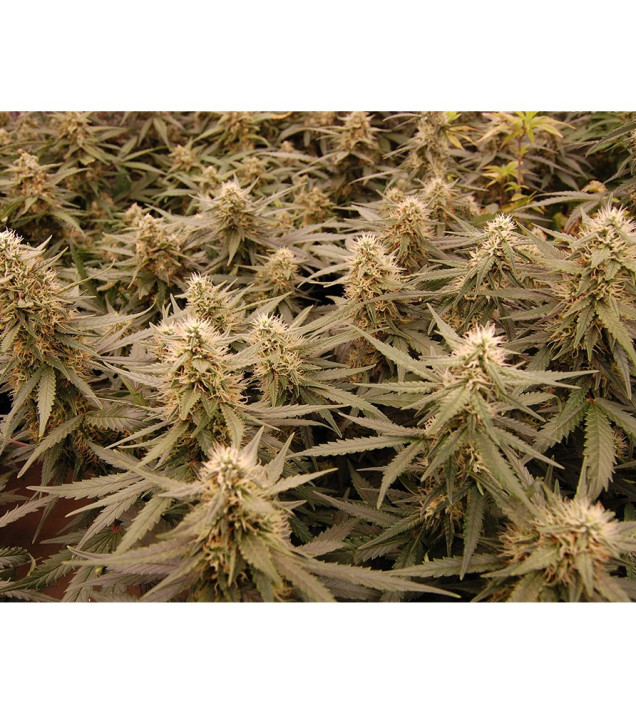 Auto Jack Afghan AUSVERKAUF