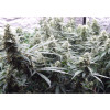 Auto Jack Afghan AUSVERKAUF