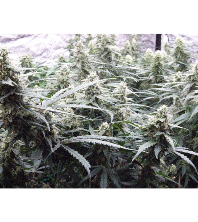 Auto Jack Afghan AUSVERKAUF