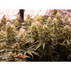 Auto Jack Afghan AUSVERKAUF