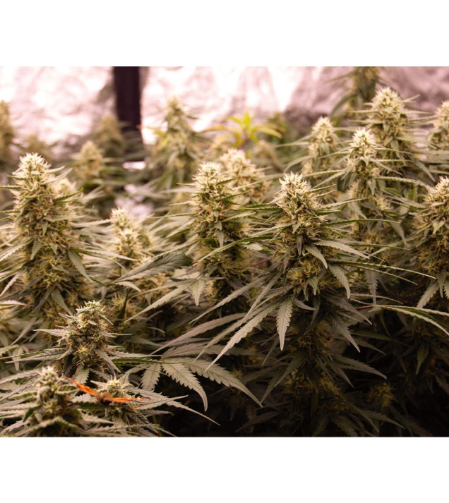Auto Jack Afghan AUSVERKAUF
