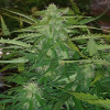 Auto Jack Afghan AUSVERKAUF