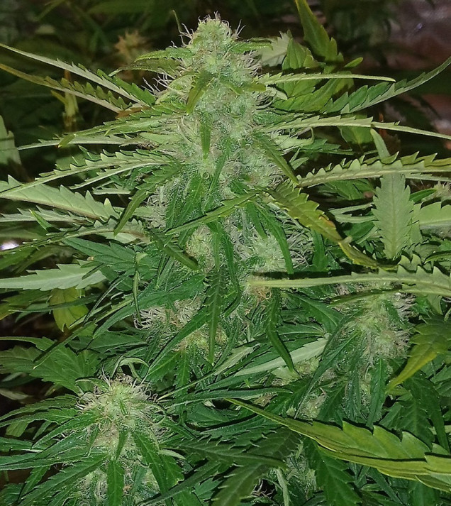 Auto Jack Afghan AUSVERKAUF