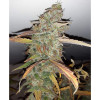 Auto Jack Afghan AUSVERKAUF