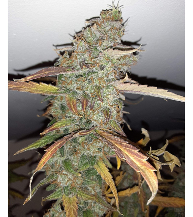 Auto Jack Afghan AUSVERKAUF