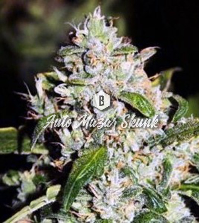 Auto Mazar Skunk AUSVERKAUF
