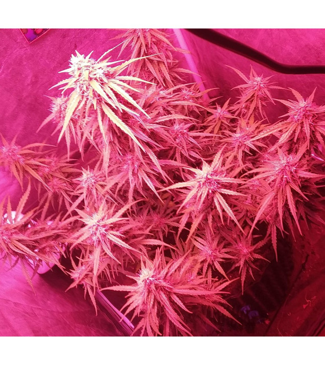 Auto Mazar Skunk AUSVERKAUF