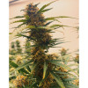 Auto Mazar Skunk AUSVERKAUF
