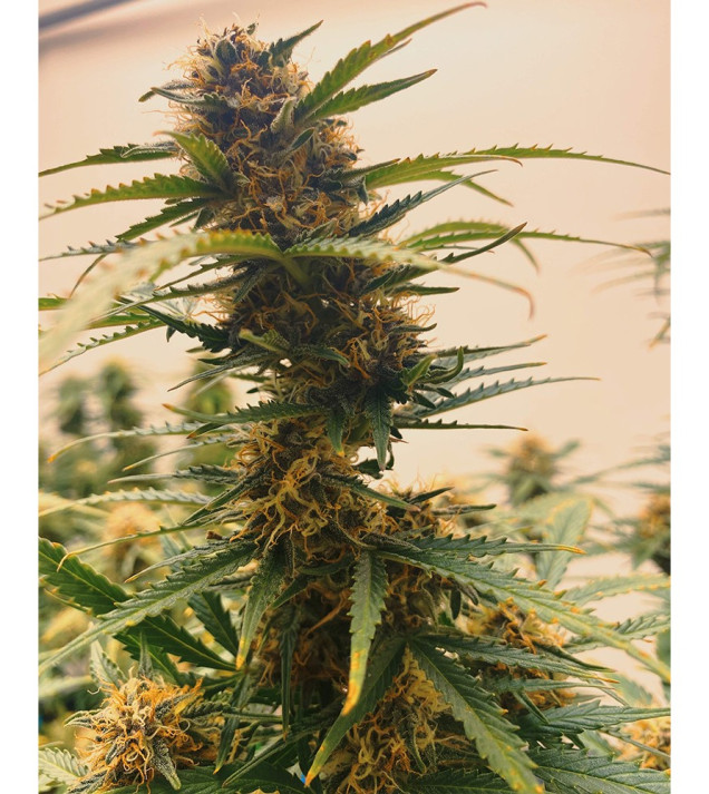 Auto Mazar Skunk AUSVERKAUF