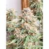Auto Mazar Skunk AUSVERKAUF