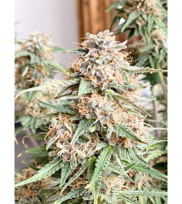Auto Mazar Skunk AUSVERKAUF