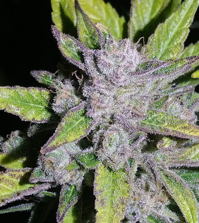 Auto Cheese XL AUSVERKAUF
