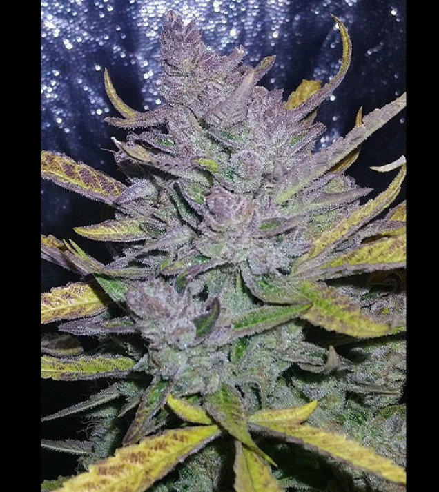 Auto Cheese XL AUSVERKAUF