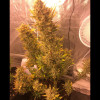 Auto Cheese XL AUSVERKAUF