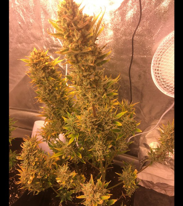 Auto Cheese XL AUSVERKAUF