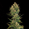 Auto Cheese XL AUSVERKAUF