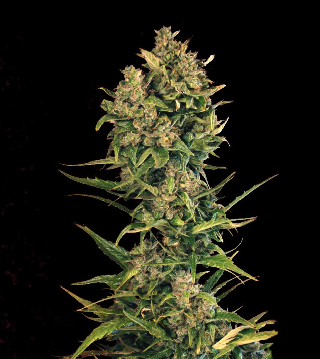 Auto Cheese XL AUSVERKAUF