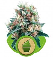 Royal Creamatic AUSVERKAUF