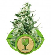 Royal Critical Automatic AUSVERKAUF