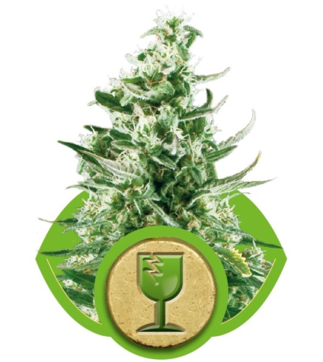 Royal Critical Automatic AUSVERKAUF