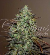 Eleven Roses AUSVERKAUF