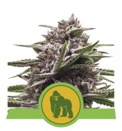 Royal Gorilla Automatic AUSVERKAUF